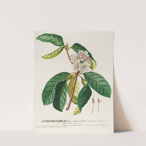 Rhododendrum by Georg Dionysius Ehret
