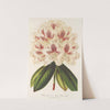 Rhododendrum (hybr.) Baron Osy by Charles Antoine Lemaire