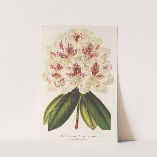 Rhododendrum (hybr.) Baron Osy by Charles Antoine Lemaire