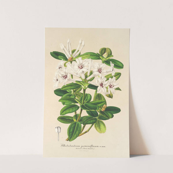 Rhododendrum jasminiflorum by Charles Antoine Lemaire