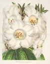 Rhododendrum Nuttallii