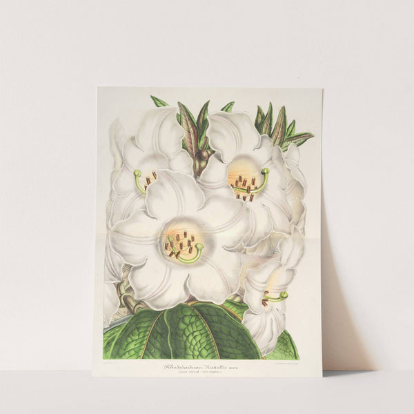 Rhododendrum Nuttallii by Charles Antoine Lemaire