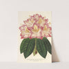 Rhododendrum ornatissimum (hybr.) by Charles Antoine Lemaire