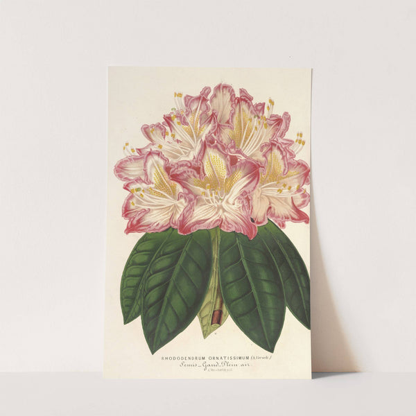 Rhododendrum ornatissimum (hybr.) by Charles Antoine Lemaire