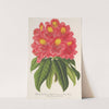 Rhododendrum Souvenir de Jean Byls by Charles Antoine Lemaire