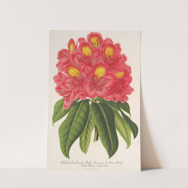 Rhododendrum Souvenir de Jean Byls by Charles Antoine Lemaire