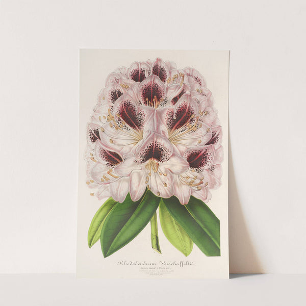 Rhododendrum Verschaffeltii by Charles Antoine Lemaire