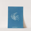Rhodomela lycopodioides by Anna Atkins