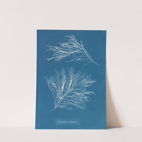 Rhodomela subfusca by Anna Atkins