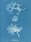 Rhodomenia bifida.