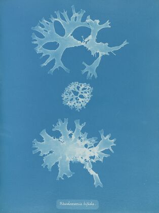 Rhodomenia bifida.