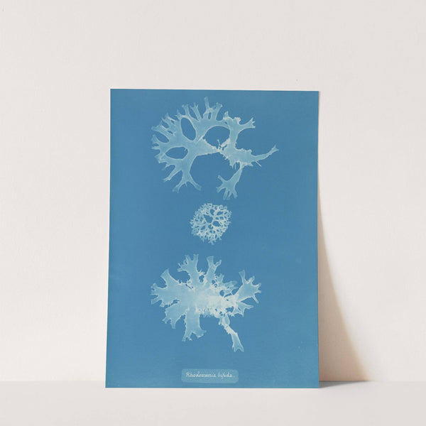 Rhodomenia bifida. by Anna Atkins