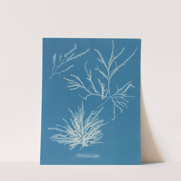 Rhodomenia jubata by Anna Atkins