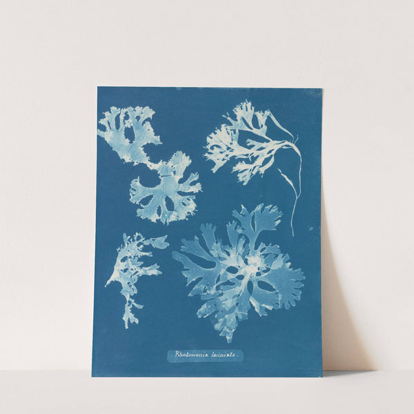 Rhodomenia laciniata by Anna Atkins