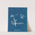 Rhodomenia polycarpa by Anna Atkins
