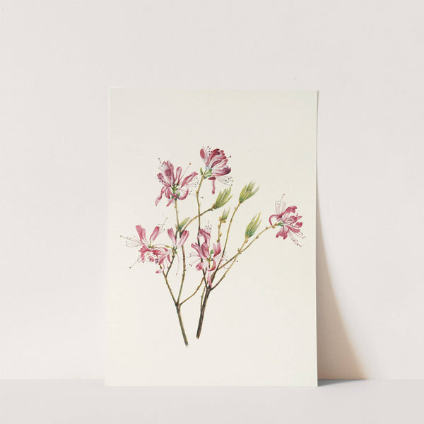 Rhodora. (Rhodora canadensis) (1925) by Mary Vaux Walcott