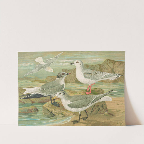 Rhodostethia rosea, Xema Sabinei (Sab.), Rissa tridactyla, Larus leucopterus Faber by Johann Friedrich Naumann