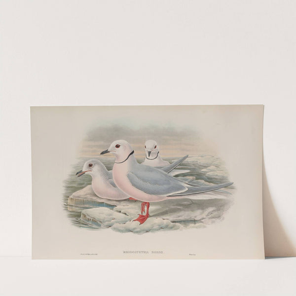 Rhodostethia Rossii. Ross’s Gull. (1862-1873) by John Gould