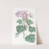 Rhomb-leaved Palavia (1815-1819) by Sydenham Edwards