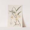 Rhomb-lipped Dendrobium (1815-1819) by Sydenham Edwards