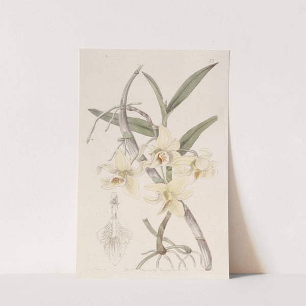 Rhomb-lipped Dendrobium (1815-1819) by Sydenham Edwards