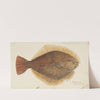 Rhombosolea leporina (NZ) : Yellow-belly flounder (1870) by Frank Edward Clarke