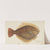 Rhombosolea leporina (NZ) : Yellow-belly flounder (1870) by Frank Edward Clarke