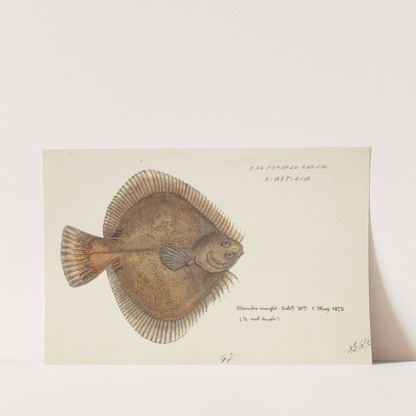 Rhombosolea plebeia (NZ) : Sand flounder by Frank Edward Clarke