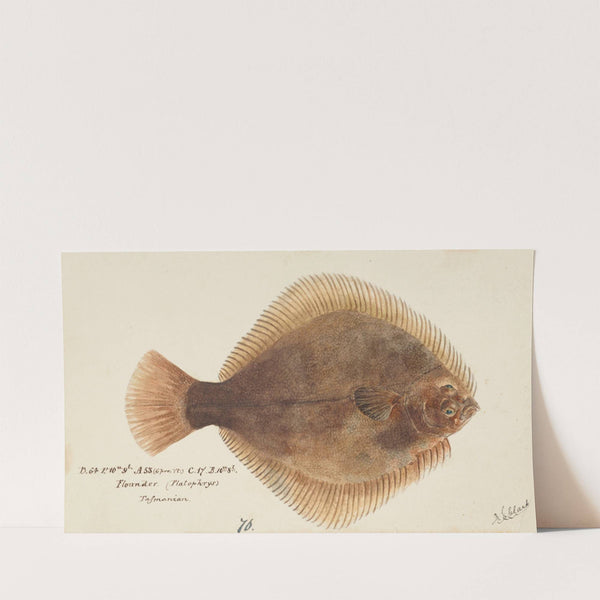 Rhombosolea tapirina : greenback flounder (before 1870) by Frank Edward Clarke
