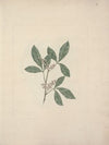 Rhus glutinosa A. Rich
