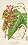 Rhynchosia albo-nitens