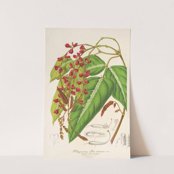 Rhynchosia albo-nitens by Charles Antoine Lemaire