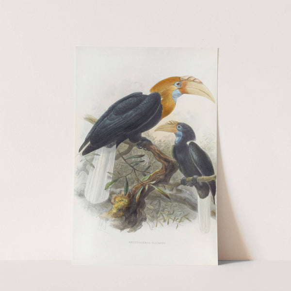 Rhytidoceros plicatus by Daniel Giraud Elliot