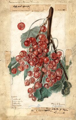 Ribes: Diploma