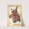 Ribes: Diploma by Elsie E. Lower