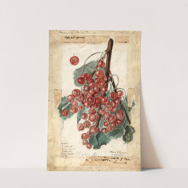 Ribes: Diploma by Elsie E. Lower
