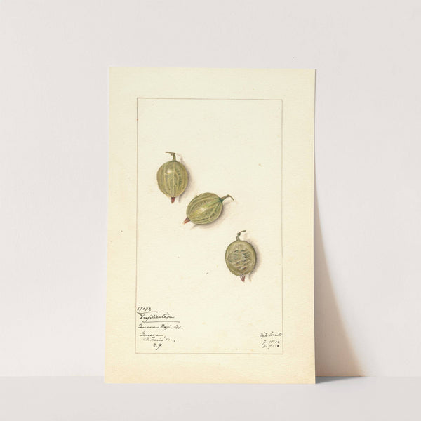 Ribes: Duplication by Mary Daisy Arnold