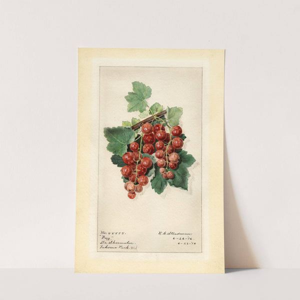 Ribes: Fay by Royal Charles Steadman