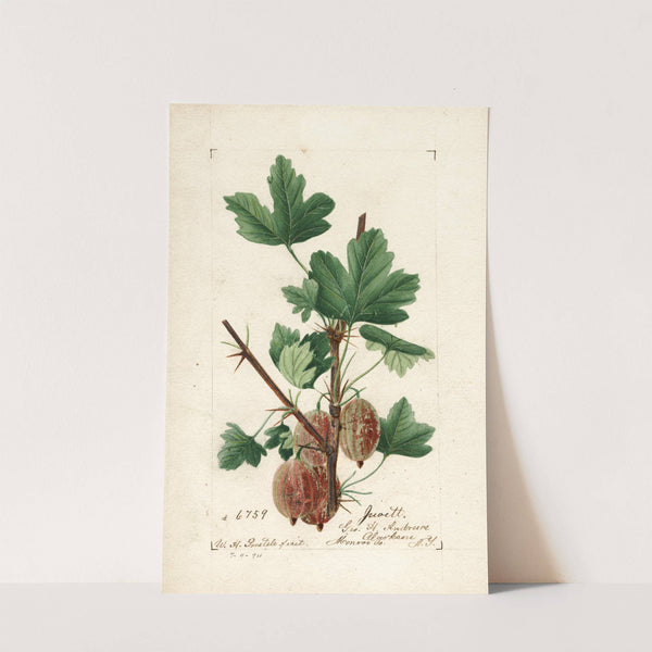 Ribes: Jewett by William Henry Prestele