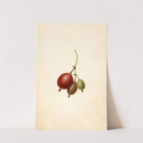 Ribes: Mountain by Frank Muller