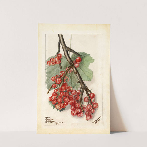 Ribes: Perfection by Deborah Griscom Passmore