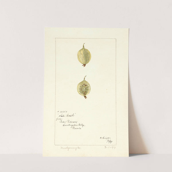 Ribes: White Smith by Bertha Heiges