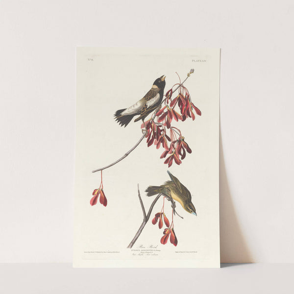 Rice bird by John James Audubon