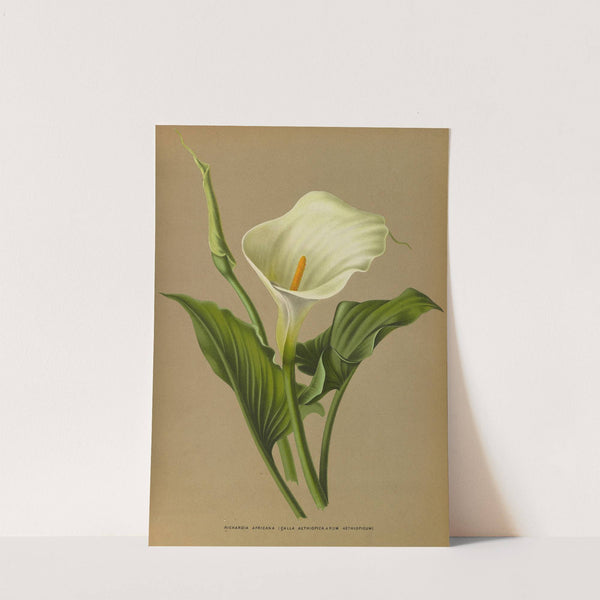 Richardia Africana (1872-1881) by Arentina Hendrica Arendsen