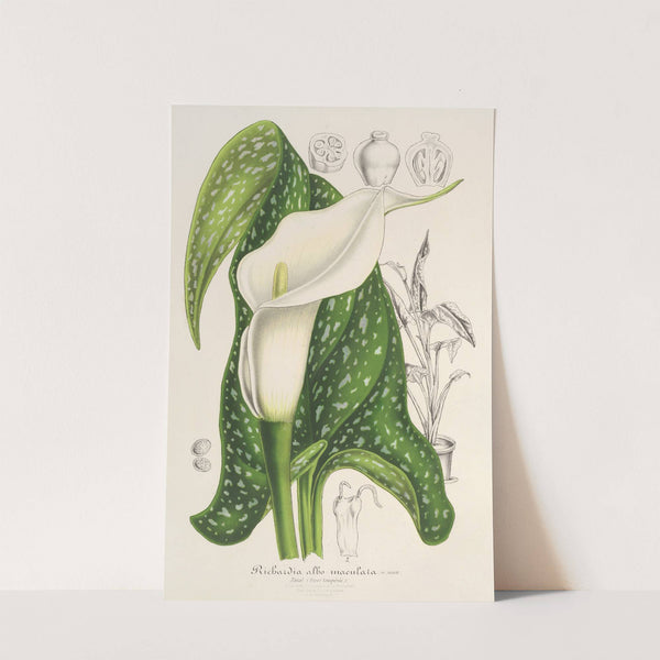 Richardia albo-maculata by Charles Antoine Lemaire