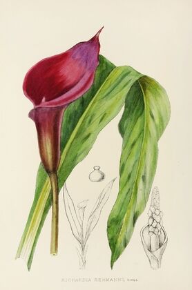 Richardia Rehmanni