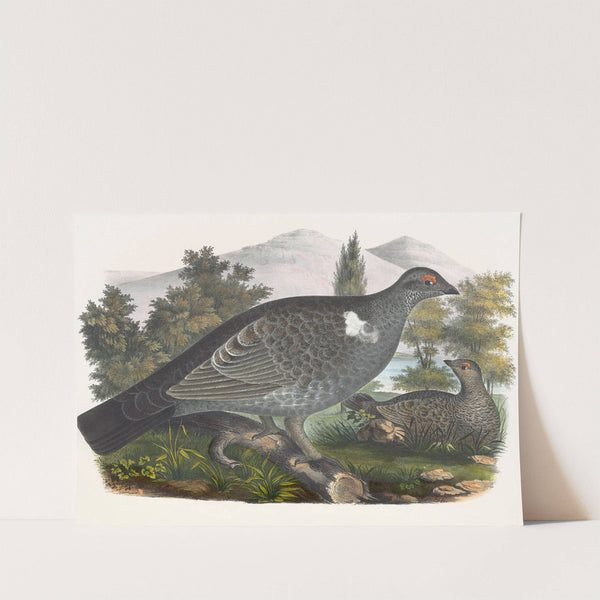 Richardson's Grouse by Daniel Giraud Elliot