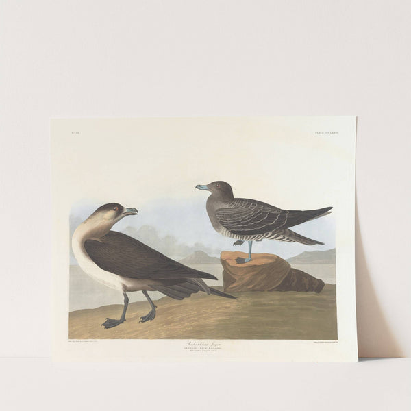 Richardson's jager by John James Audubon