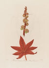 Ricinus Communis, or Common Palma Christi (1799–1810)