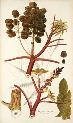 Ricinus inermis